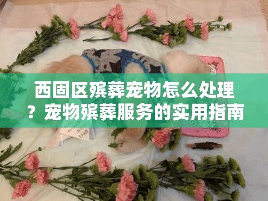 西固区殡葬宠物怎么处理？宠物殡葬服务的实用指南