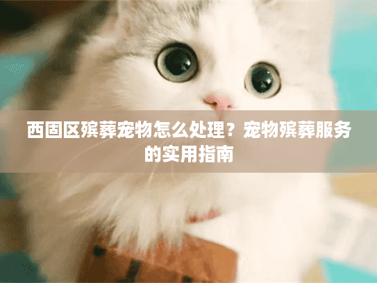 西固区殡葬宠物怎么处理？宠物殡葬服务的实用指南