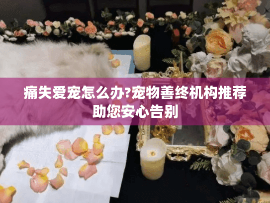 痛失爱宠怎么办?宠物善终机构推荐助您安心告别