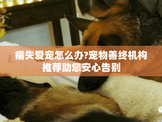 痛失爱宠怎么办?宠物善终机构推荐助您安心告别
