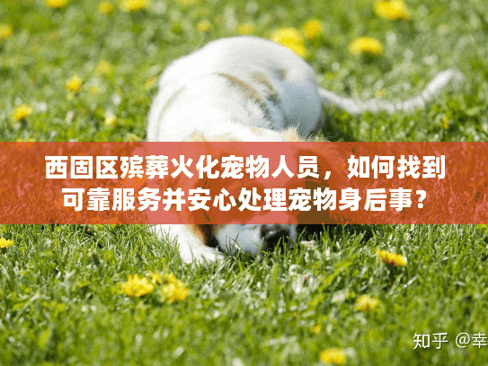 西固区殡葬火化宠物人员，如何找到可靠服务并安心处理宠物身后事？