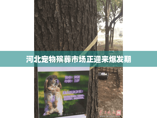 河北宠物殡葬市场正迎来爆发期