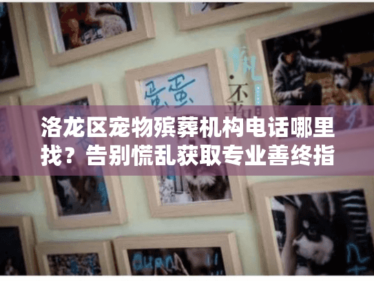 洛龙区宠物殡葬机构电话哪里找？告别慌乱获取专业善终指南