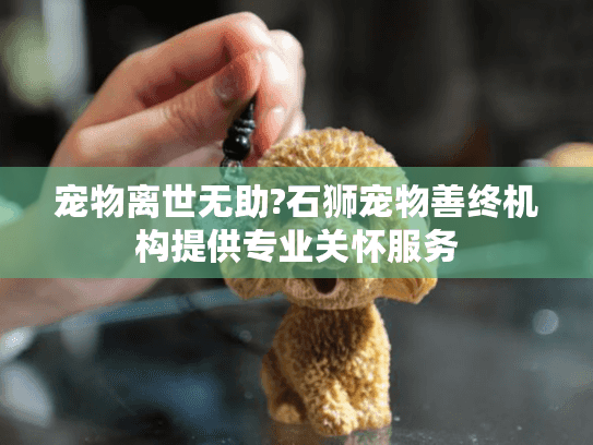 宠物离世无助?石狮宠物善终机构提供专业关怀服务