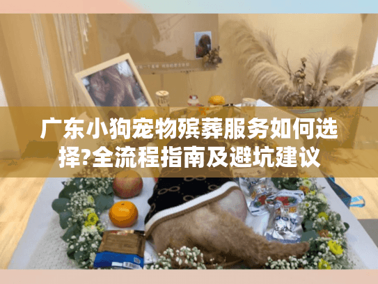 广东小狗宠物殡葬服务如何选择?全流程指南及避坑建议