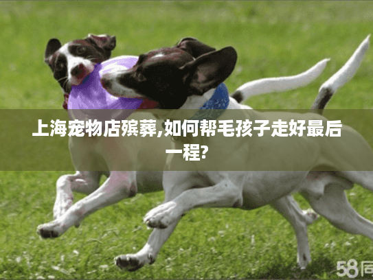 上海宠物店殡葬,如何帮毛孩子走好最后一程?