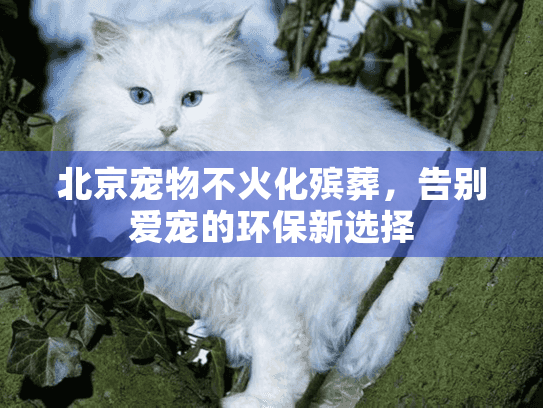 北京宠物不火化殡葬，告别爱宠的环保新选择