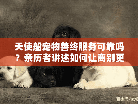 天使船宠物善终服务可靠吗？亲历者讲述如何让离别更安心