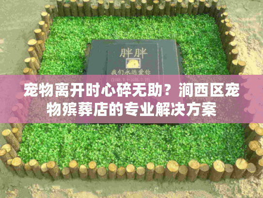 宠物离开时心碎无助？涧西区宠物殡葬店的专业解决方案