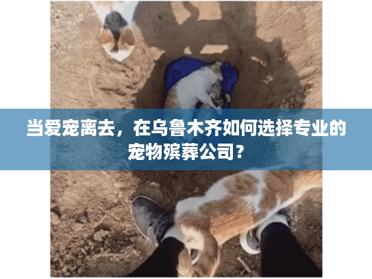 当爱宠离去，在乌鲁木齐如何选择专业的宠物殡葬公司？