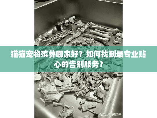 猫猫宠物殡葬哪家好？如何找到最专业贴心的告别服务？