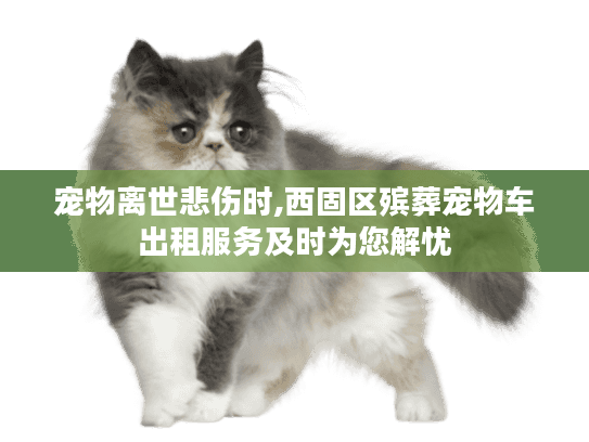 宠物离世悲伤时,西固区殡葬宠物车出租服务及时为您解忧
