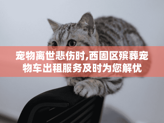 宠物离世悲伤时,西固区殡葬宠物车出租服务及时为您解忧