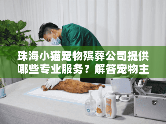 珠海小猫宠物殡葬公司提供哪些专业服务？解答宠物主人的疑问