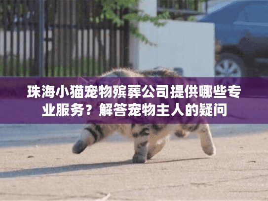 珠海小猫宠物殡葬公司提供哪些专业服务？解答宠物主人的疑问