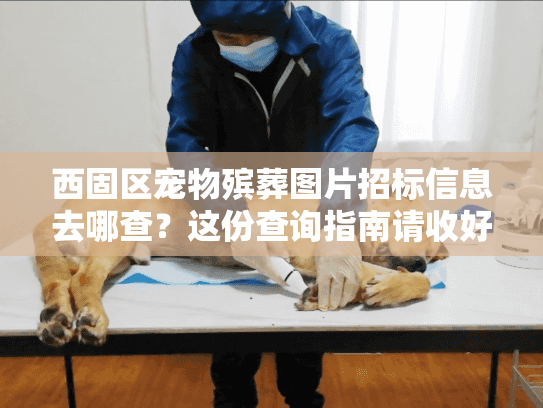 西固区宠物殡葬图片招标信息去哪查？这份查询指南请收好