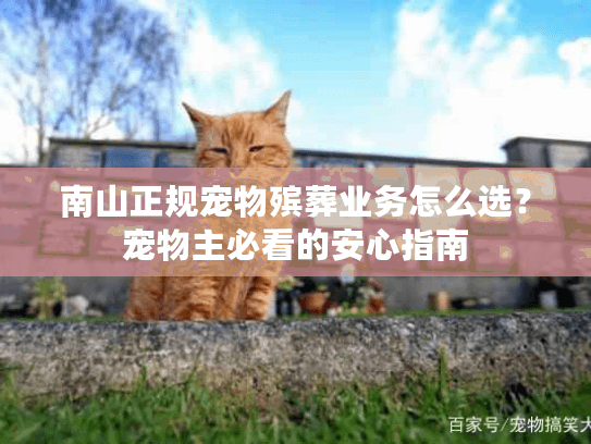 南山正规宠物殡葬业务怎么选？宠物主必看的安心指南