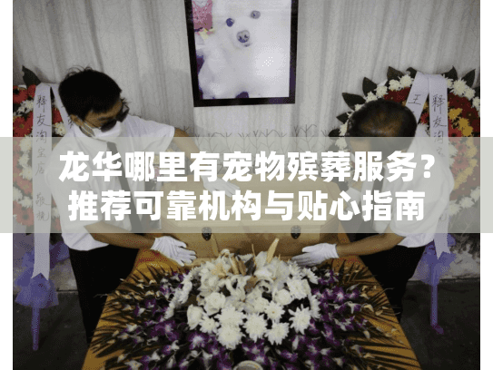 龙华哪里有宠物殡葬服务？推荐可靠机构与贴心指南