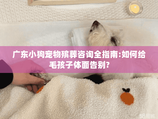 广东小狗宠物殡葬咨询全指南:如何给毛孩子体面告别?