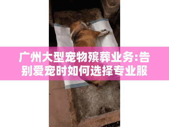 广州大型宠物殡葬业务:告别爱宠时如何选择专业服务?