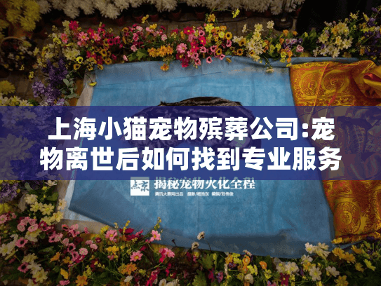 上海小猫宠物殡葬公司:宠物离世后如何找到专业服务？贴心指南