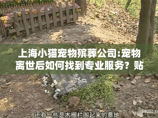 上海小猫宠物殡葬公司:宠物离世后如何找到专业服务？贴心指南
