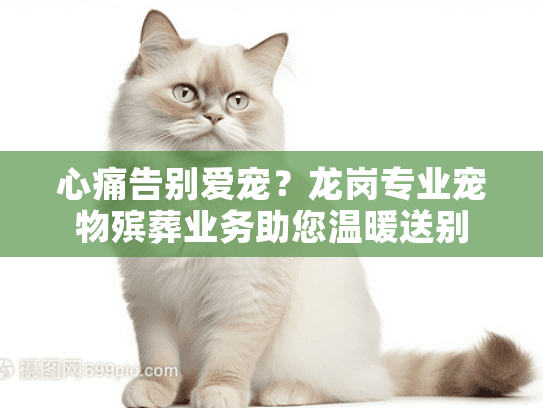 心痛告别爱宠？龙岗专业宠物殡葬业务助您温暖送别
