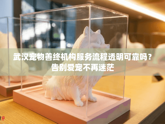 武汉宠物善终机构服务流程透明可靠吗？告别爱宠不再迷茫