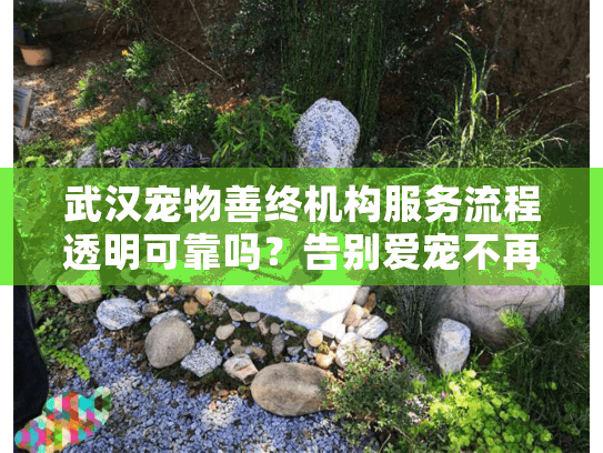武汉宠物善终机构服务流程透明可靠吗？告别爱宠不再迷茫