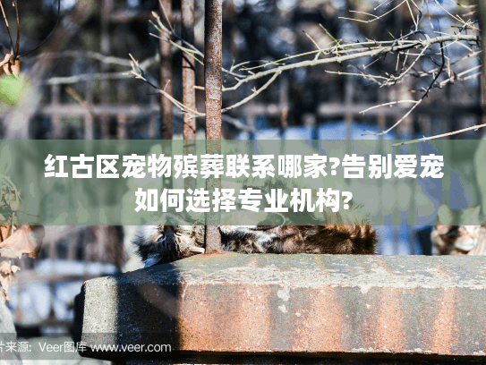 红古区宠物殡葬联系哪家?告别爱宠如何选择专业机构?