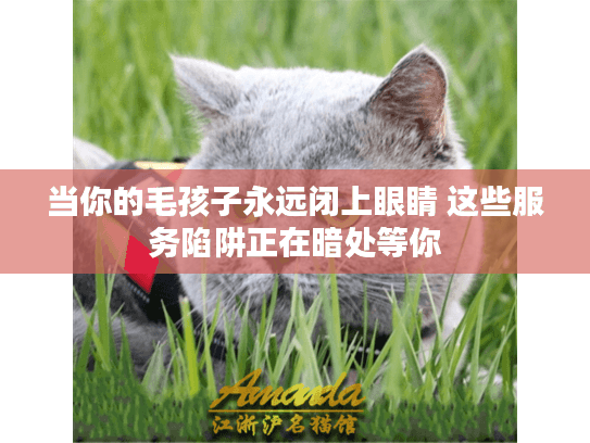 当你的毛孩子永远闭上眼睛 这些服务陷阱正在暗处等你