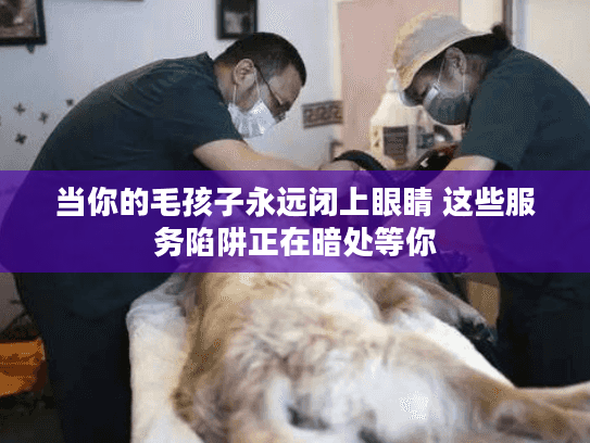 当你的毛孩子永远闭上眼睛 这些服务陷阱正在暗处等你