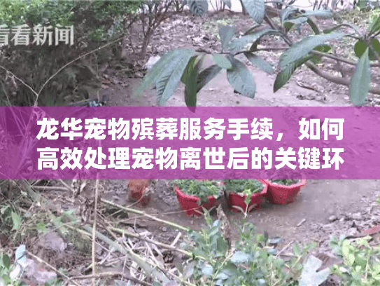龙华宠物殡葬服务手续，如何高效处理宠物离世后的关键环节？