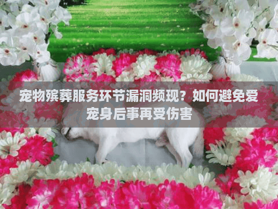 宠物殡葬服务环节漏洞频现？如何避免爱宠身后事再受伤害