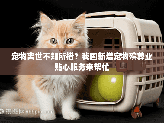 宠物离世不知所措？我国新增宠物殡葬业贴心服务来帮忙