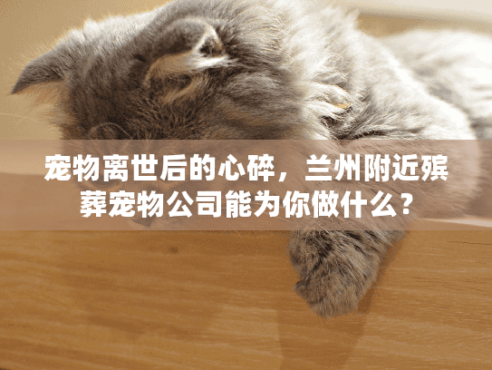 宠物离世后的心碎，兰州附近殡葬宠物公司能为你做什么？