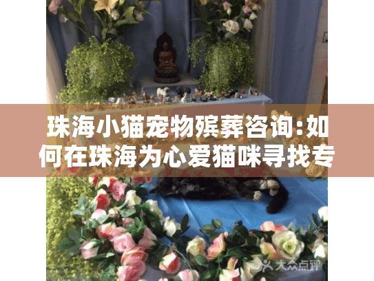 珠海小猫宠物殡葬咨询:如何在珠海为心爱猫咪寻找专业告别指导？