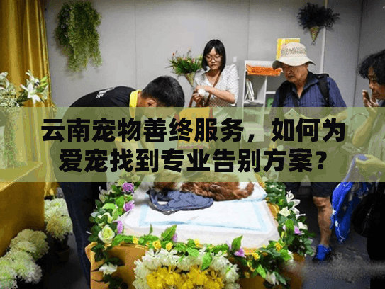云南宠物善终服务，如何为爱宠找到专业告别方案？