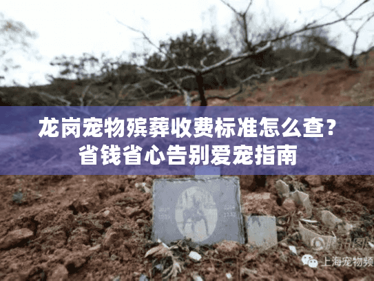 龙岗宠物殡葬收费标准怎么查？省钱省心告别爱宠指南
