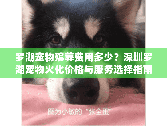 罗湖宠物殡葬费用多少？深圳罗湖宠物火化价格与服务选择指南