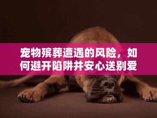 宠物殡葬遭遇的风险，如何避开陷阱并安心送别爱宠？