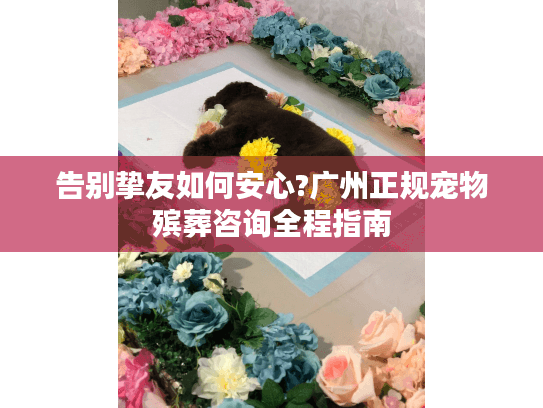 告别挚友如何安心?广州正规宠物殡葬咨询全程指南