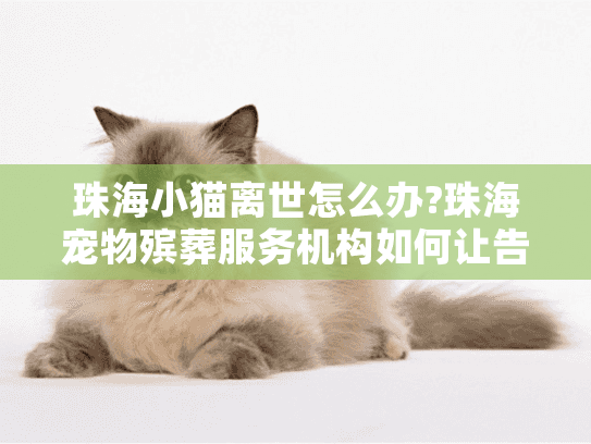 珠海小猫离世怎么办?珠海宠物殡葬服务机构如何让告别更有温度?