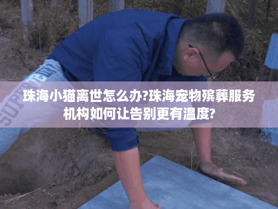 珠海小猫离世怎么办?珠海宠物殡葬服务机构如何让告别更有温度?
