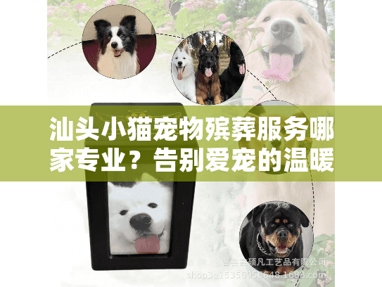 汕头小猫宠物殡葬服务哪家专业？告别爱宠的温暖指南
