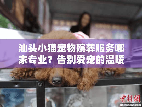 汕头小猫宠物殡葬服务哪家专业？告别爱宠的温暖指南