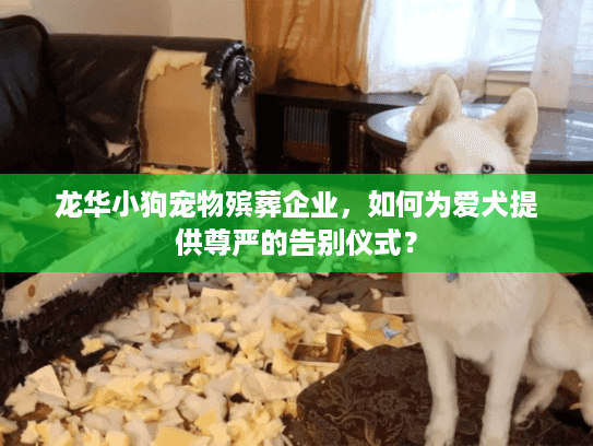龙华小狗宠物殡葬企业，如何为爱犬提供尊严的告别仪式？