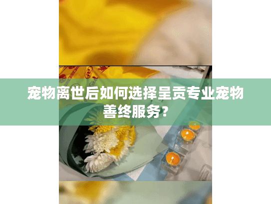 宠物离世后如何选择呈贡专业宠物善终服务？