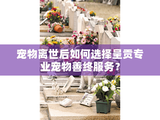 宠物离世后如何选择呈贡专业宠物善终服务？