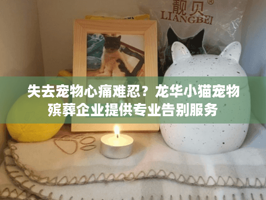 失去宠物心痛难忍？龙华小猫宠物殡葬企业提供专业告别服务